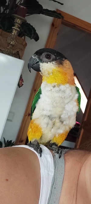 Grünzugelpapagei weiblich 