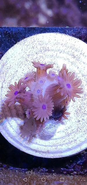 Meerwasser Goniopora LPS