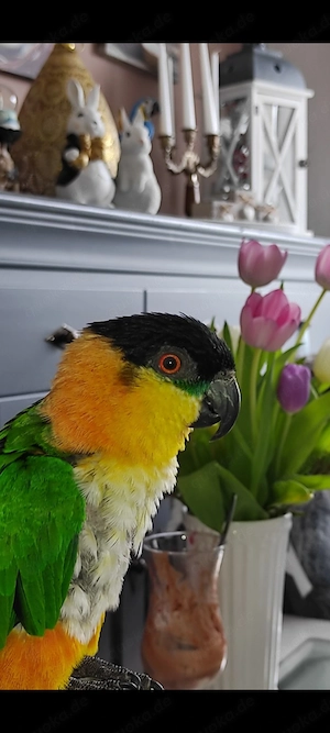 Grünzugelpapagei weiblich 