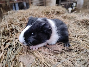 Meerschweinchen Glatthaar Männchen Bock Böcke Jungtiere 