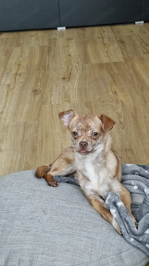 Chihuahua (Rüde)