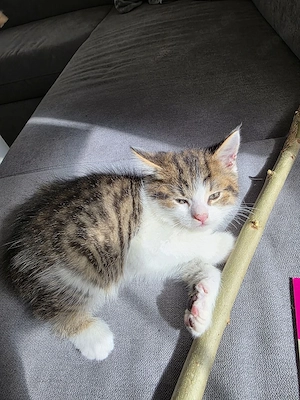 Süßer Britisch Kurzhaar Kater  Koki  sucht liebevolles Zuhause