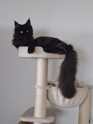 Maine Coon abzugeben
