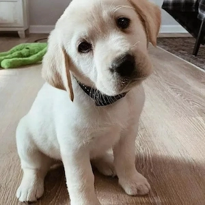 Labrador Retriever Welpen zu verkaufen