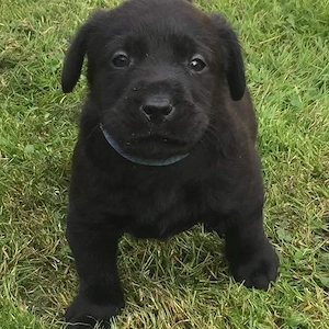 Wunderschöne und liebenswerte Labradorwelpen Bild 2