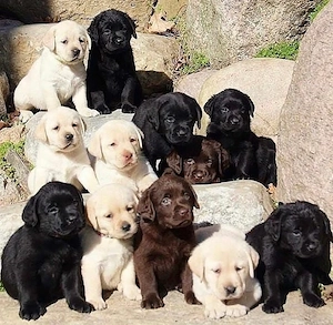 Wunderschöne und liebenswerte Labradorwelpen Bild 4