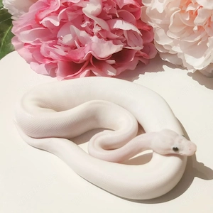 Königspython Highway  Ivory  Paradox 