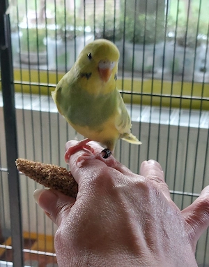 Wellensittich    Farbwellensittich 