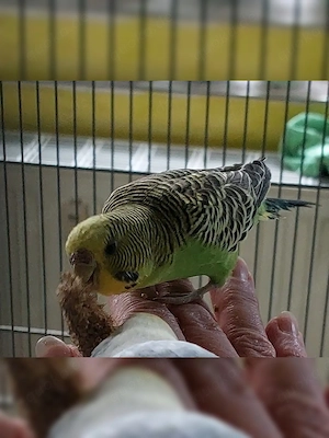 Wellensittichweibchen   Farbwellensittich 