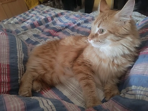 Main Coon 