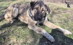 Maggie sucht ländliches Zuhause