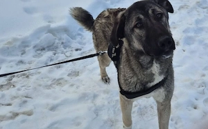 Maggie sucht ländliches Zuhause Bild 2