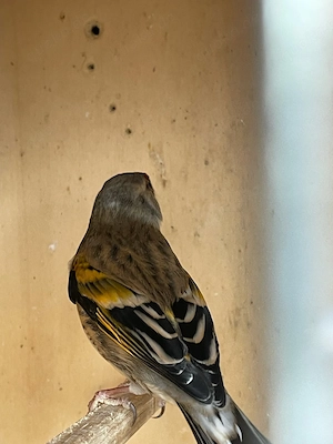 stieglitz kanarien mischling