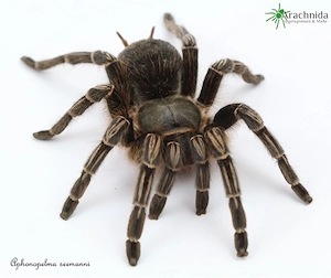 Wir bieten div. Vogelspinnen & Mehr! Wirbellose, Phasmiden, Asseln, Terraristik, Terrarien