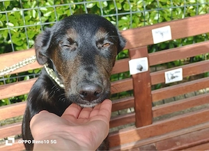 BRISKO    sehnt sich nach seinem Traumkörbchen