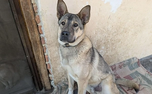 Hundekind Gregor sucht aktive Familie