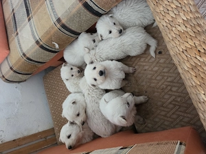 Weißer Schweizer schäferhund 