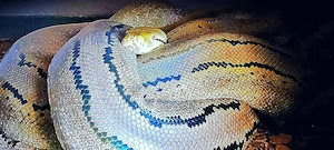 Netzpython (0,1  4,5m +)