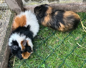 Meerschweinchen Männchen, Böckchen, 