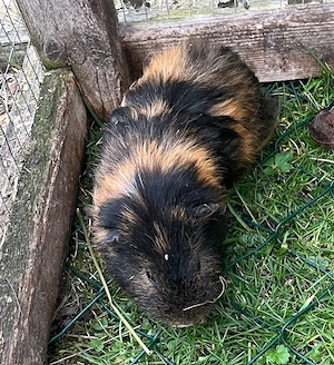 Meerschweinchen Männchen, Böckchen, 