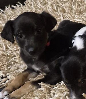 Kleine süsse Welpen suchen neue Zuhause