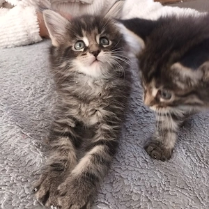 Reinrassige Maine Coon kitten 