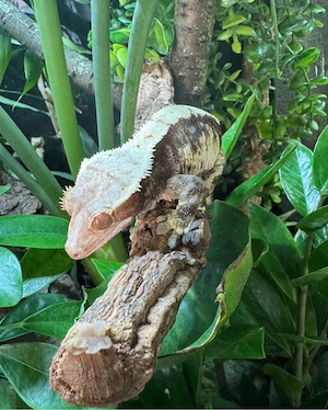 0.1 Kronengecko. Harlequin Weibchen
