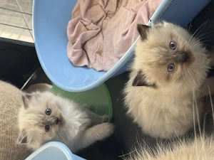 Wunderschöne Ragdoll-Kitten suchen liebevolles Zuhause