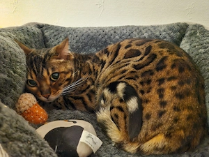 Bengalin sucht Zuhause 