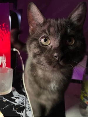 katze sucht liebe volles zuhause  Bild 3