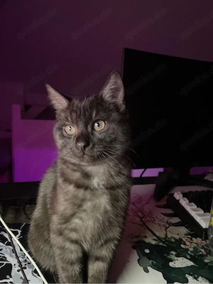 katze sucht liebe volles zuhause  Bild 2