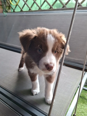 3Super Süße Mini-Australien Shepherd  Australien Shepherd Rüden suchen ab den 24.4 ein neues Zuhause