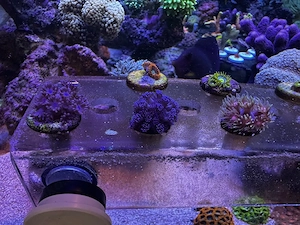 Goniopora LPS Koralle Meerwasser