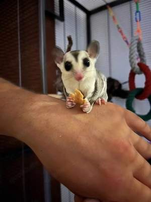 Sugar glider kastrierter White-Face-Rüde