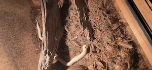 Hakennasennatter Heterodon nasicus mit Terrarium