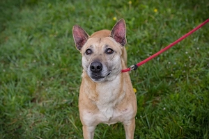 Chip-Nr. 255040 - Die soziale Junghündin ist lieb und aktiv und liebt die Menschennähe