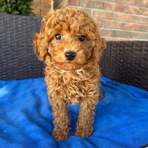 Zwergpudelwelpen suchen ein neues Zuhause