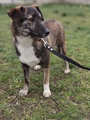 *LUCY* Ich bin sehr freundlich, sozial und aktiv und suche eine unternehmungslustige Familie