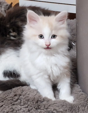 Maine Coon Kitten