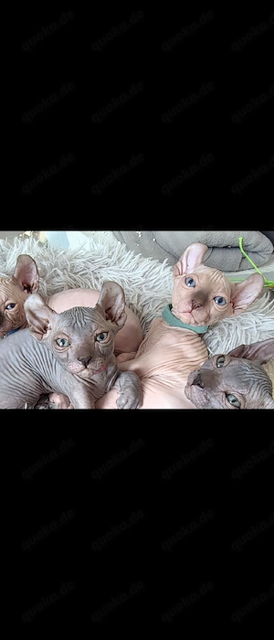2 kanadische Sphynx Kitten suchen 