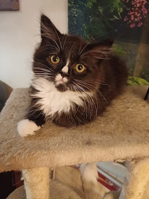 kleiner süsser perserkater  kitten 