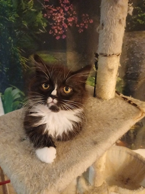 kleiner süsser perserkater  kitten 