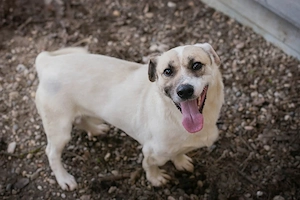 Chip-Nr. 272077 - Der Junghund ist lieb, sozial und lernwillig