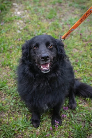 *BELLA* - menschenbezogen, unkompliziert, freundlich und gehorsam.