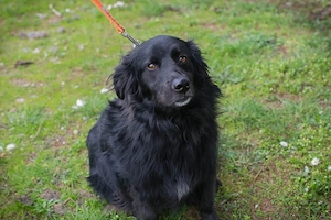 Chip-Nr. 258329 - Ich habe noch keinen Namen, und eine liebevolle Familie suche ich auch