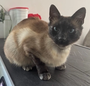 Yoki die perfekte Katze für jemanden der nur eine will   wohnt in Bayern