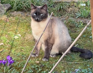 Yoki die perfekte Katze für jemanden der nur eine will   wohnt in Bayern