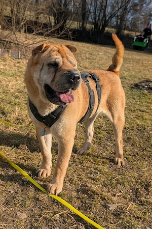 Otto sucht ganz dringend neue Bleibe  Bild 4