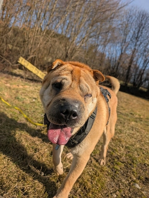 Otto sucht ganz dringend neue Bleibe  Bild 2