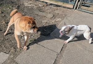 Otto sucht ganz dringend neue Bleibe  Bild 7